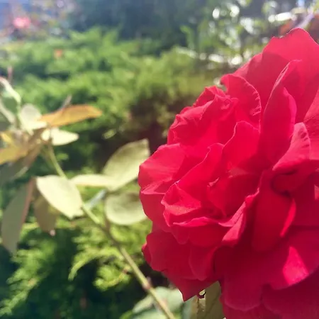 Apartahotel Giada Palace -